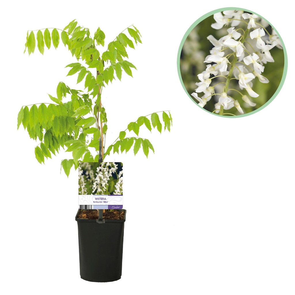 Weißer Blauregen (Wisteria floribunda) – winterharte Kletterpflanze, Höhe ca. 11 cm