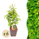 Hainbuche (Carpinus betulus) – winterharter Laubbaum, Höhe ca. 17 cm