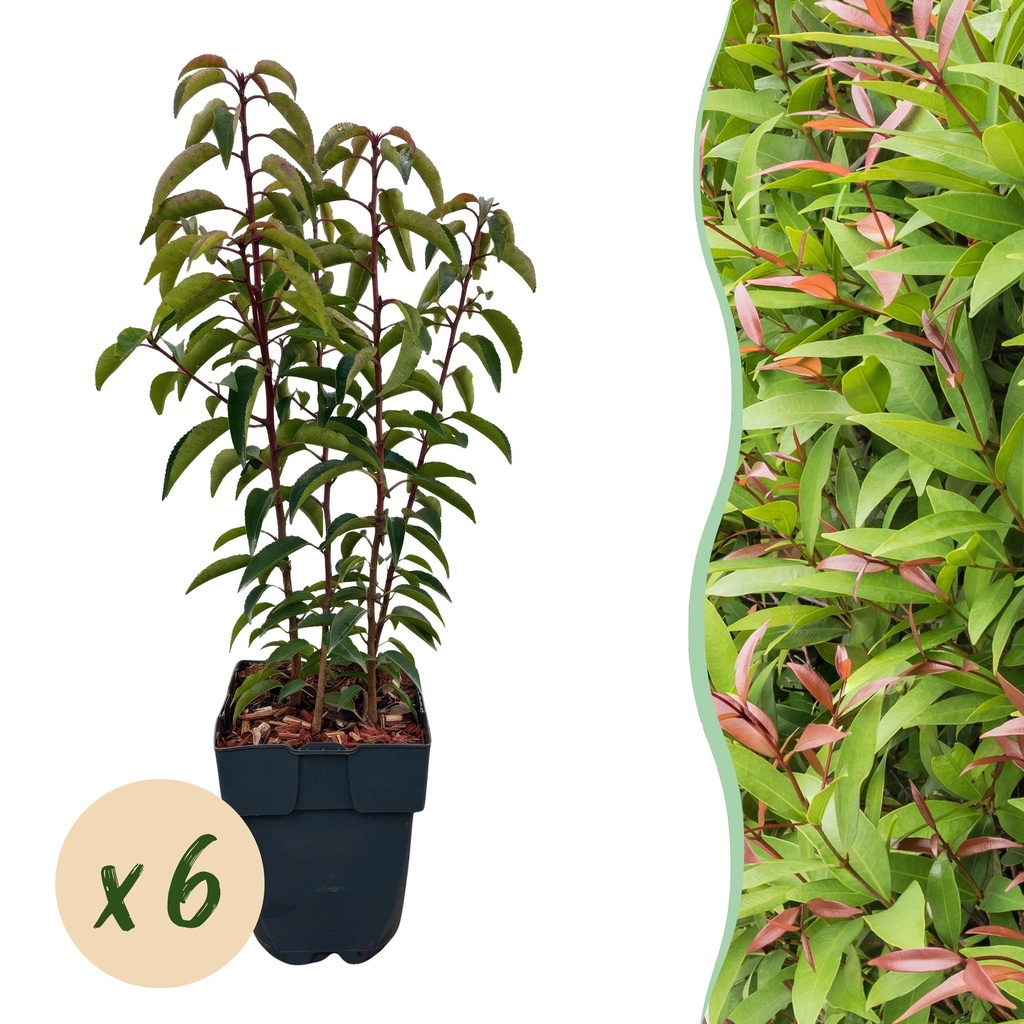 Heckenpflanzen - Prunus lusitanica Angustifolia - Blatt grün - 6 Pflanzen - 1 laufender Meter - immergrün - Topf 17cm Höhe 50cm