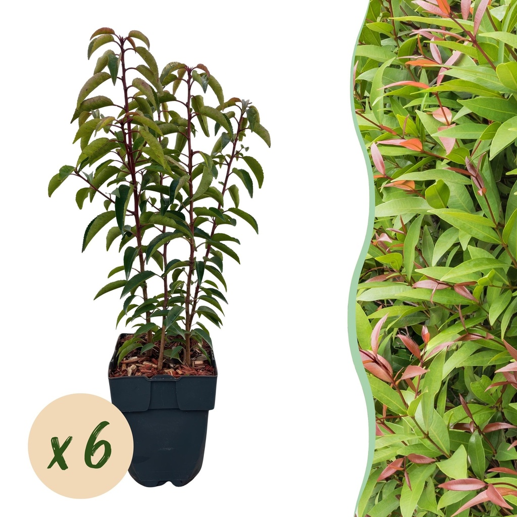 Portugiesischer Kirschlorbeer 'Angustifolia' 6er-Set (Prunus lusitanica) – winterharter immergrüner Strauch, Topf-Ø 17 cm, Höhe ca. 50 cm