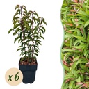 Portugiesische Lorbeerkirsche (Prunus lusitanica) – winterhartes Immergrün-Gehölz, Höhe ca. 17 cm