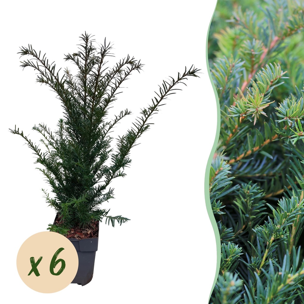 Heckenpflanzen - Taxus baccata - Blatt grün - 6 Pflanzen - 1 laufender Meter - immergrün - Topf 17cm Höhe 60cm