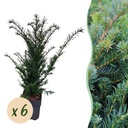 Europäische Eibe (Taxus baccata) – winterhartes immergrünes Gehölz, Höhe ca. 17 cm