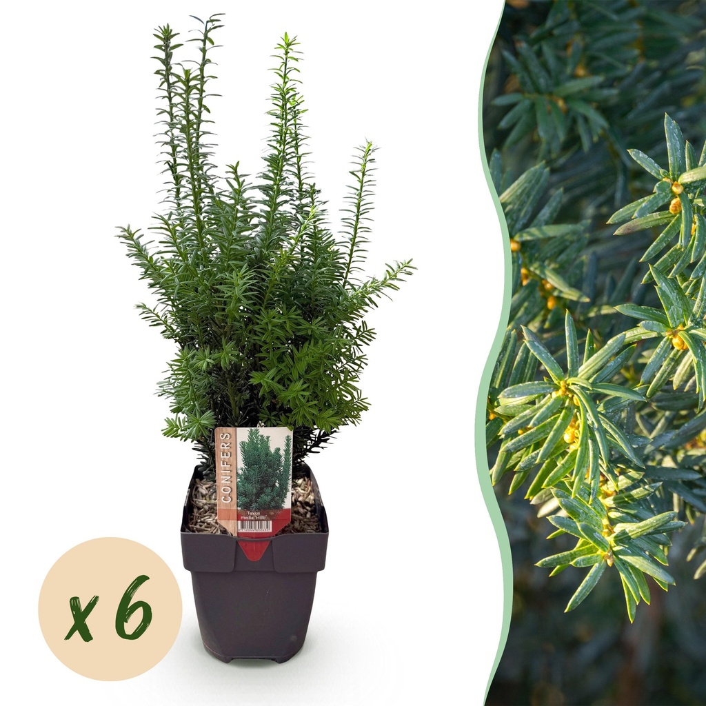 Heckenpflanzen - Taxus media Hilii - Blatt grün - 6 Pflanzen - 1 laufender Meter - immergrün - Topf 17cm Höhe 60cm
