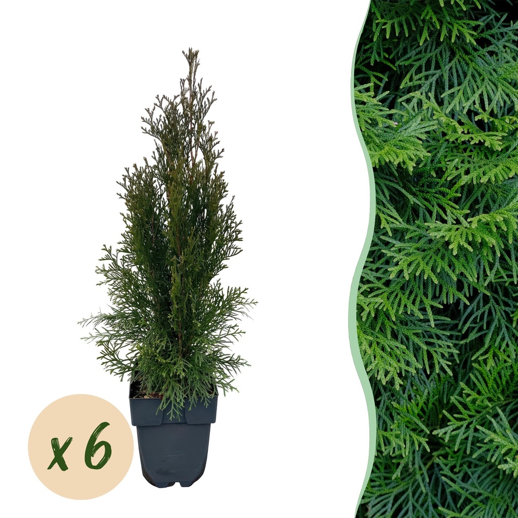 Heckenpflanzen - Thuja occidentalis Smaragd - Blatt grün - 6 Pflanzen - 1 laufender Meter - immergrün - Topf 17cm Höhe 60cm