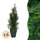 Smaragd-Lebensbaum (Thuja occidentalis) – winterhartes Nadelgehölz, Höhe ca. 17 cm