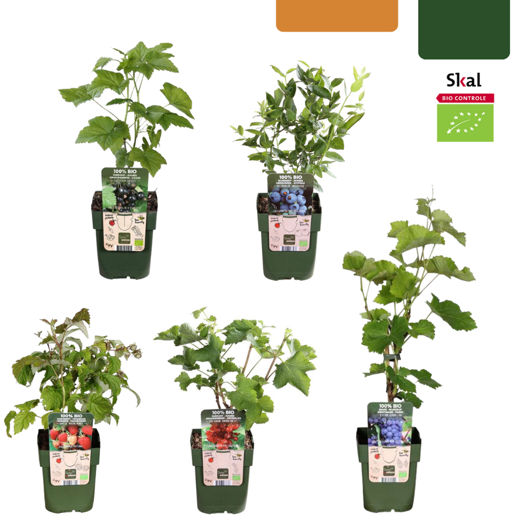 Früchte-Oase Bio-Obstpflanzen-Set (Set mit) – winterharte Obstpflanzen-Set