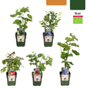 Früchte-Oase Bio-Obstpflanzen-Set (Set mit) – winterharte Obstpflanzen-Set