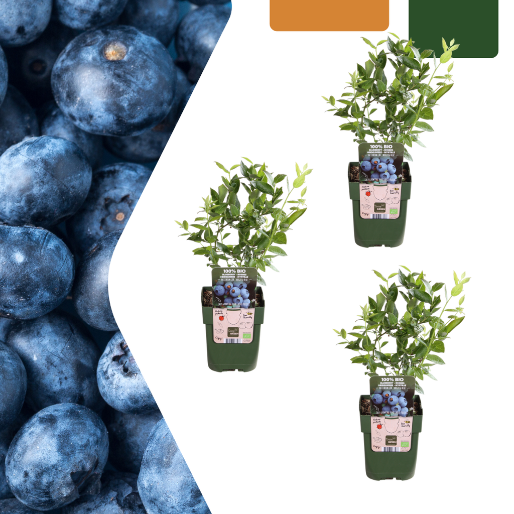 Heidelbeere 3er-Set (Heidelbeerpflanzen) – winterharte Beerenobst-Pflanze, Topf-Ø 13 cm, Höhe ca. 20 cm