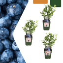 Heidelbeere 3er-Set (Heidelbeerpflanzen) – winterharte Beerenobst-Pflanze, Topf-Ø 13 cm, Höhe ca. 20 cm