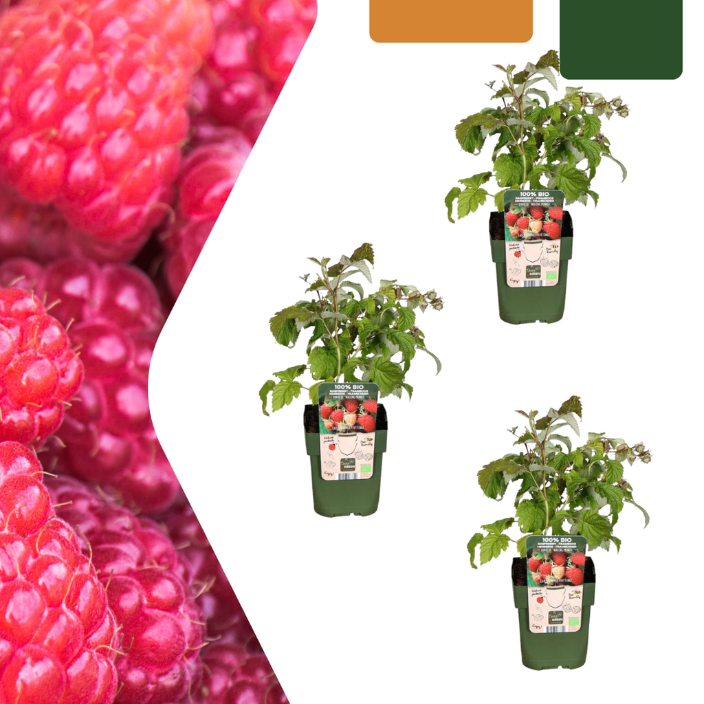 Himbeere 3er-Set (Himbeerpflanzen) – winterharte Beerenobst-Pflanze, Topf-Ø 13 cm, Höhe ca. 20 cm