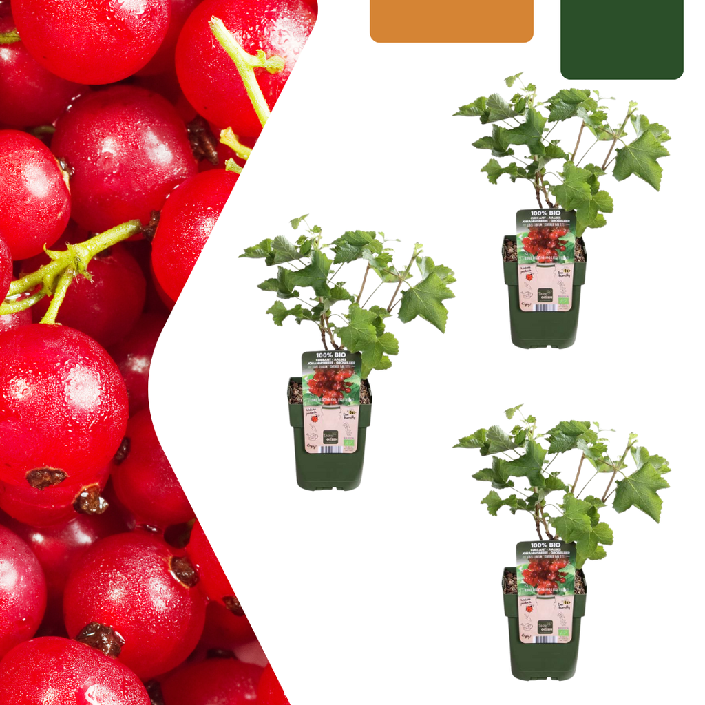 Stachelbeere 3er-Set (Stachelbeerpflanzen) – winterharte Beerenobst-Pflanze, Topf-Ø 13 cm, Höhe ca. 20 cm