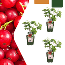 Stachelbeere 3er-Set (Stachelbeerpflanzen) – winterharte Beerenobst-Pflanze, Topf-Ø 13 cm, Höhe ca. 20 cm