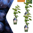 3 x Bio-Weinreben – Ø 13 cm – ↨ 20 cm