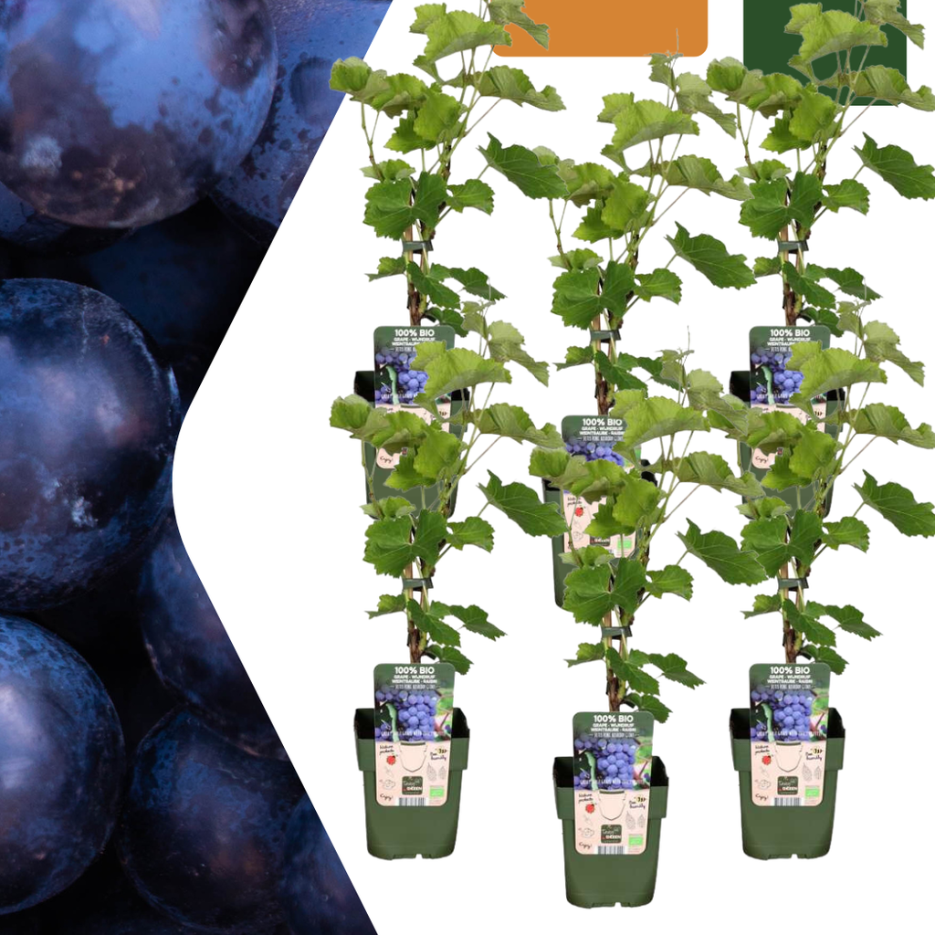 6 x Bio-Weinreben – Ø 13 cm – ↨ 20 cm