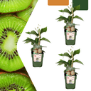 Kiwi 3er-Set (Kiwipflanzen) – winterharte Kletterpflanze, Topf-Ø 13 cm, Höhe ca. 20 cm