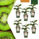 Kiwi 6er-Set (Kiwipflanzen) – winterharte Kletterpflanze, Topf-Ø 13 cm, Höhe ca. 20 cm