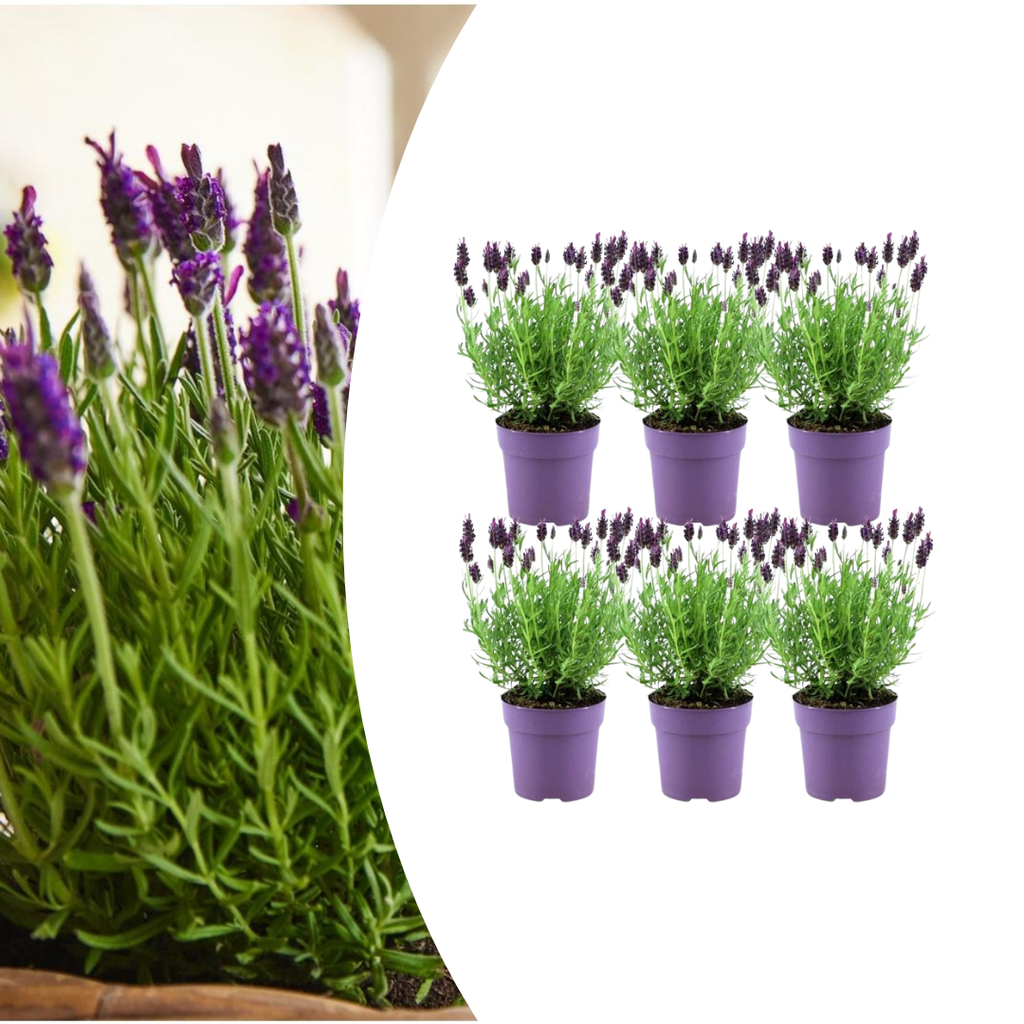6x Lavandula stoechas Anouk® - 12 cm Topf - Set von 6 Französischen Lavendel