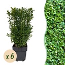 Gewöhnlicher Buchsbaum (Buxus sempervirens) – winterharter immergrüner Strauch, Höhe ca. 17 cm