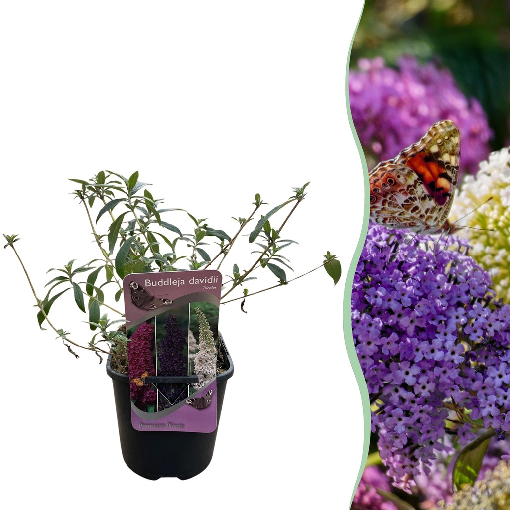 Schmetterlingsstrauch (Buddleja davidii) – winterharter Schmetterlingsstrauch, Höhe ca. 17 cm