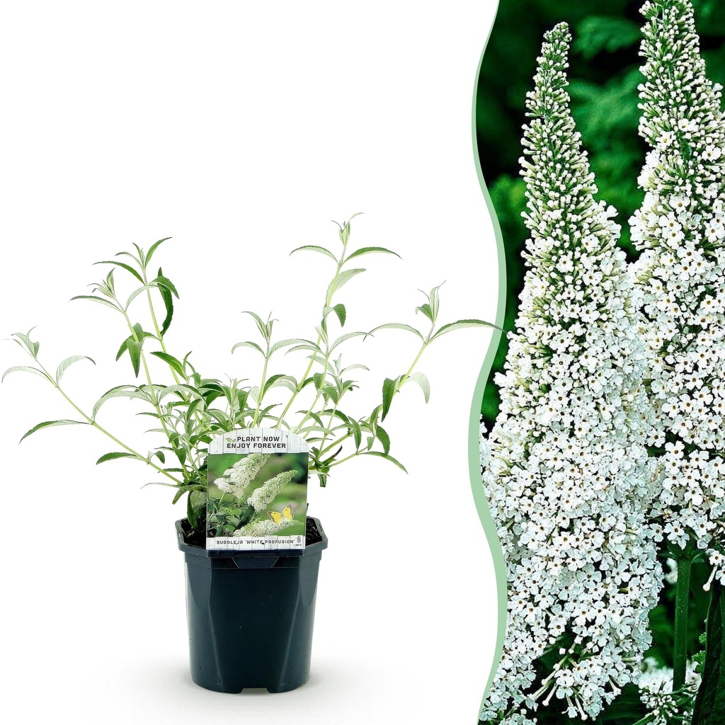 Gartenpflanze - Schmetterlingsstrauch 'White Profusion' - Winterhart - Weiß - 1 Pflanze - Topf 17cm - Höhe 45cm
