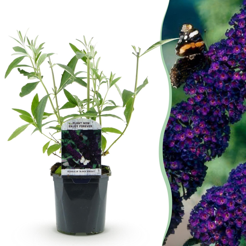 Gartenpflanze - Schmetterlingsstrauch 'Black Night' - Winterhart - Lila - 1 Pflanze - Topf 17cm - Höhe 45cm