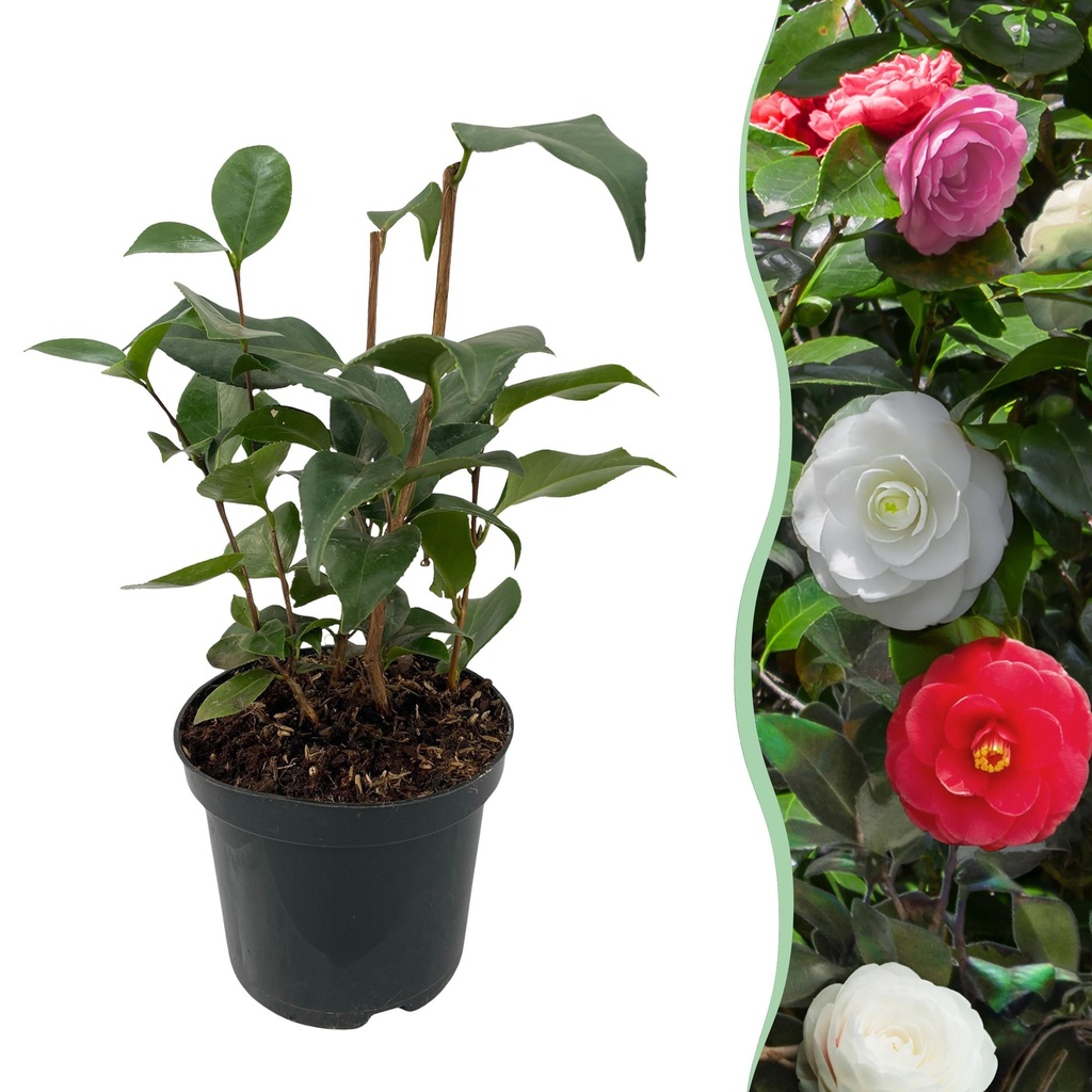 Sträucher - Kamelie 'Tricolour' - Blüte Rosa, Weiß und Rot - 1 Pflanze - Immergrün - Topf 15cm Höhe 30cm