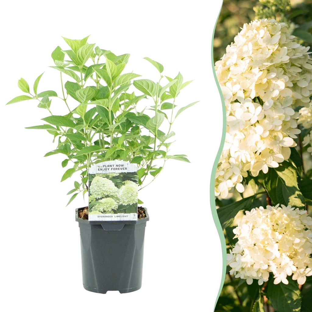 Hortensie 'Limelight' (Hydrangea) – winterharter Blütenstrauch, Topf-Ø 17 cm, Höhe ca. 50 cm