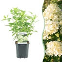 Rispenhortensie (Hydrangea paniculata) – winterharter Blütenstrauch, Höhe ca. 17 cm