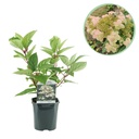 Rispen-Hortensie (Hydrangea paniculata) – winterharter Strauch, Höhe ca. 17 cm