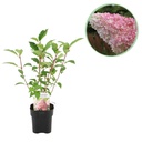 Rispenhortensie® (Hydrangea paniculata) – winterharter Blütenstrauch, Höhe ca. 17 cm