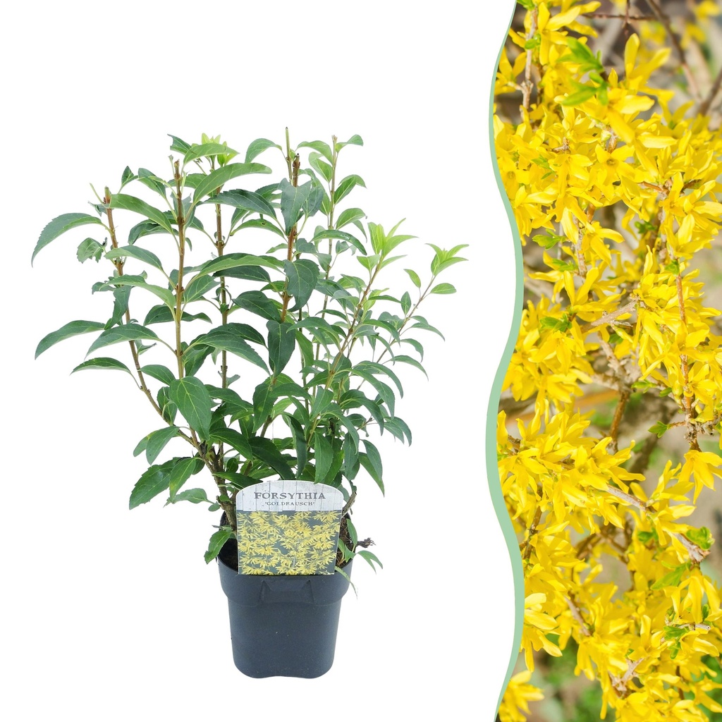Sträucher - Forsythia intermedia Goldrauch - Blüte Gelb - 1 Pflanze - Laubabwerfend - Wenig Pflege - Topf 17cm Höhe 45cm