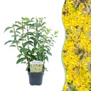 Goldglöckchen (Forsythia intermedia) – winterharter Zierstrauch, Höhe ca. 17 cm