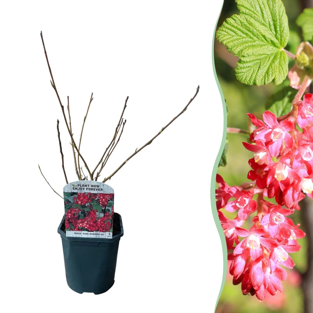 Sträucher - Ribes sanguineum Kind Edward - Blüte Rot - 1 Pflanze - Laubabwerfend - Wenig Pflegeaufwand - Topf 17cm Höhe 45cm