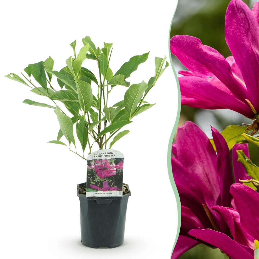 Sträucher - Magnolia Susan - Blüten Dunkelrosa - 1 Pflanze - laubabwerfend - wenig Pflege - Topf 17cm Höhe 45cm