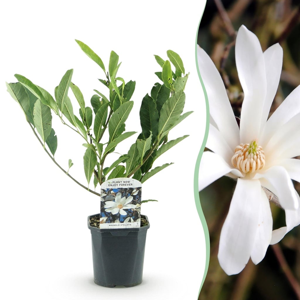 Sträucher - Magnolia Stellata - Blüte Weiß - 1 Pflanze - Laubabwerfend - Wenig Pflege - Topf 17cm Höhe 45cm