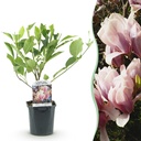 Sträucher - Magnolia Soulangiana - Blüten Hellrosa - 1 Pflanze - Laubabwerfend - Wenig Pflege - Topf 17cm Höhe 45cm