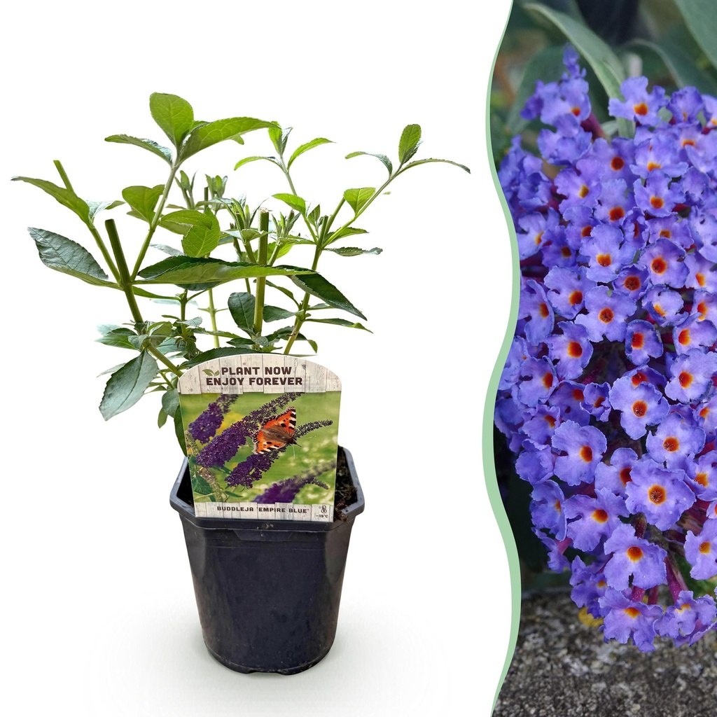 Gartenpflanze - Buddleja davidii Empire Blue - Schmetterlingsstrauch - Winterhart - Blau - 1 Pflanze - Topf 17cm - Höhe 45cm