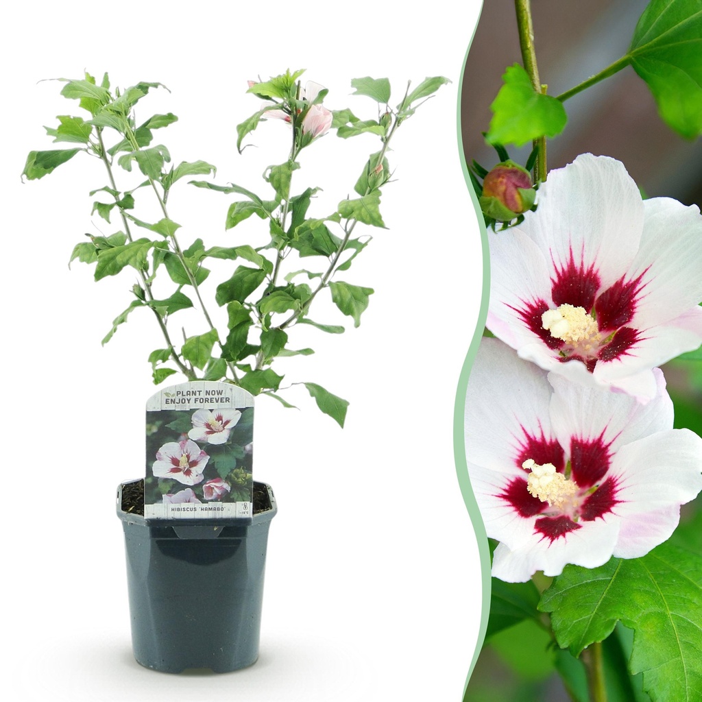 Sträucher - Hibiscus syriacus Hamabo - Blüte Hellrosa - 1 Pflanze - Laubabwerfend - Wenig Pflege - Topf 17cm Höhe 45cm