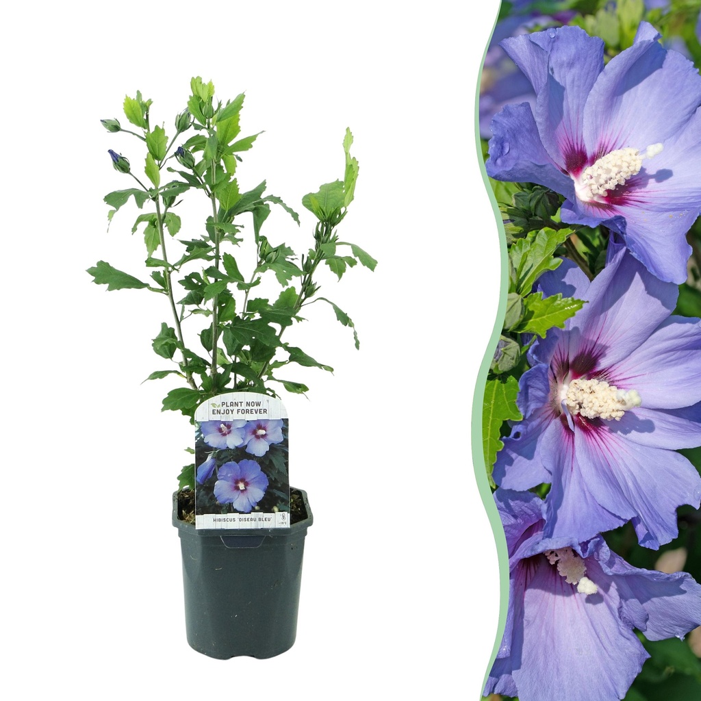 Sträucher - Hibiscus syriacus Oiseau Blue - Blaue Blüten - 1 Pflanze - Laubabwerfend - Pflegeleicht - Topf 17cm Höhe 45cm