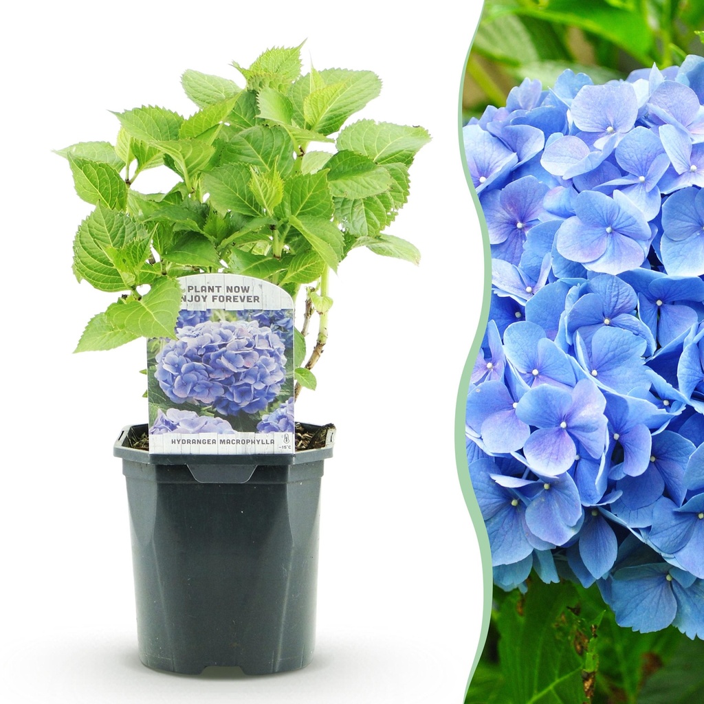 Hortensie - Hydrangea macrophylla Blau - Blaue Blüten - 1 Pflanze - Laubabwerfend - Pflegeleicht - Topf 17cm Höhe 30cm