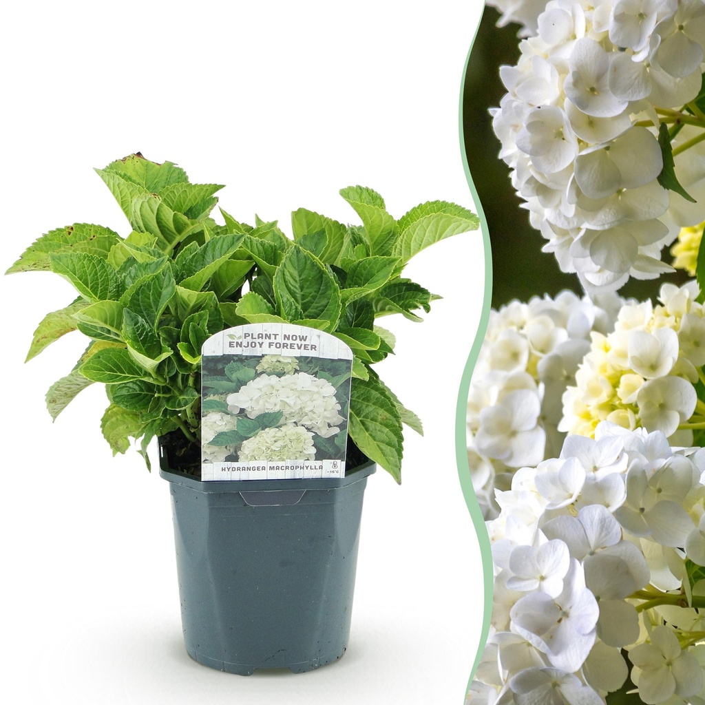 Hortensie - Hydrangea macrophylla Blau - Blüte Weiß - 1 Pflanze - Laubabwerfend - Wenig Pflege - Topf 17cm Höhe 30cm