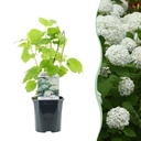 Glatte Hortensie (Hydrangea arborescens) – winterharter Zierstrauch, Höhe ca. 17 cm