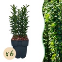 Japanischer Spindelstrauch (Euonymus japonicus) – winterharter Strauch, Höhe ca. 17 cm