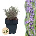 Heckenpflanzen - Lavandula angustifolia Hidcote - graues Blatt - 6 Pflanzen - 1 laufender Meter - immergrün - Topf 17cm Höhe 30cm