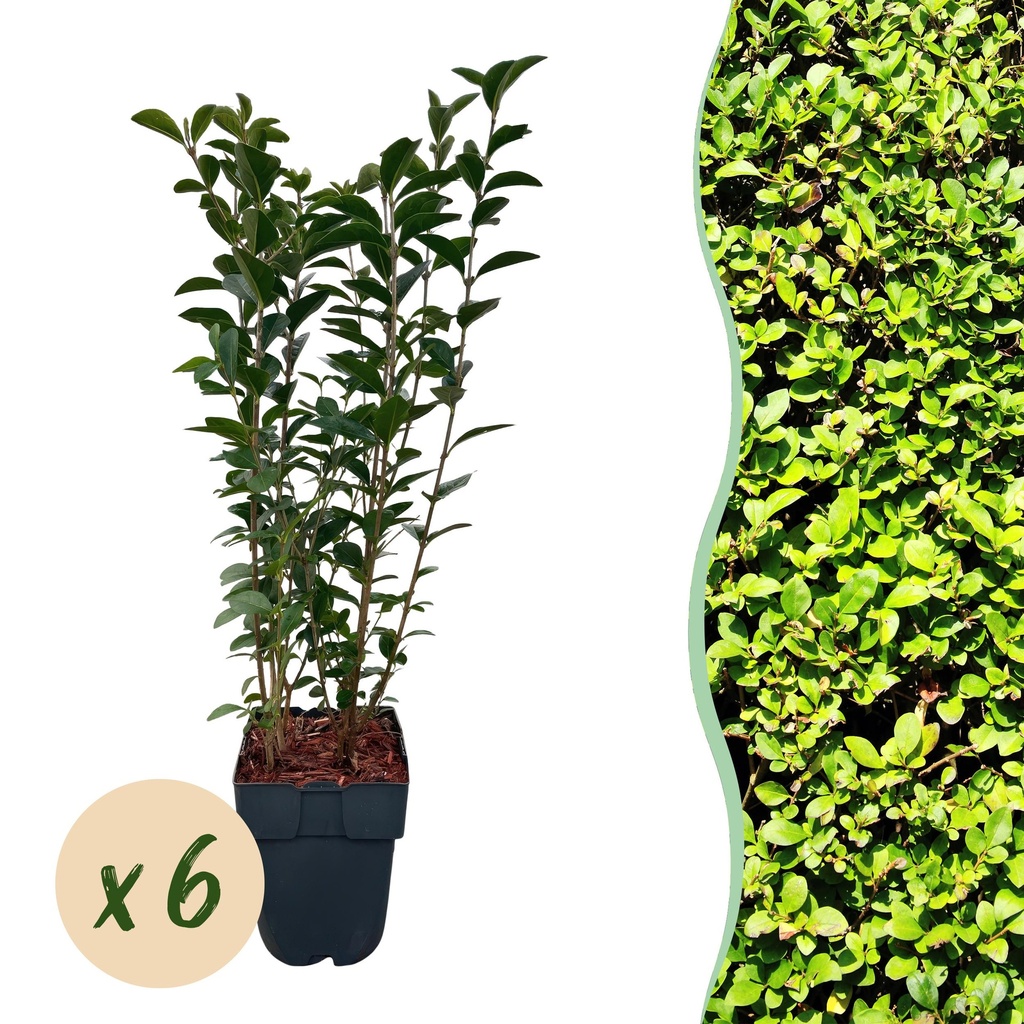 Heckenpflanzen - Ligustrum ovalifolium - grünes Blatt - 6 Pflanzen - 1 laufender Meter - immergrün - Topf 17cm Höhe 55cm