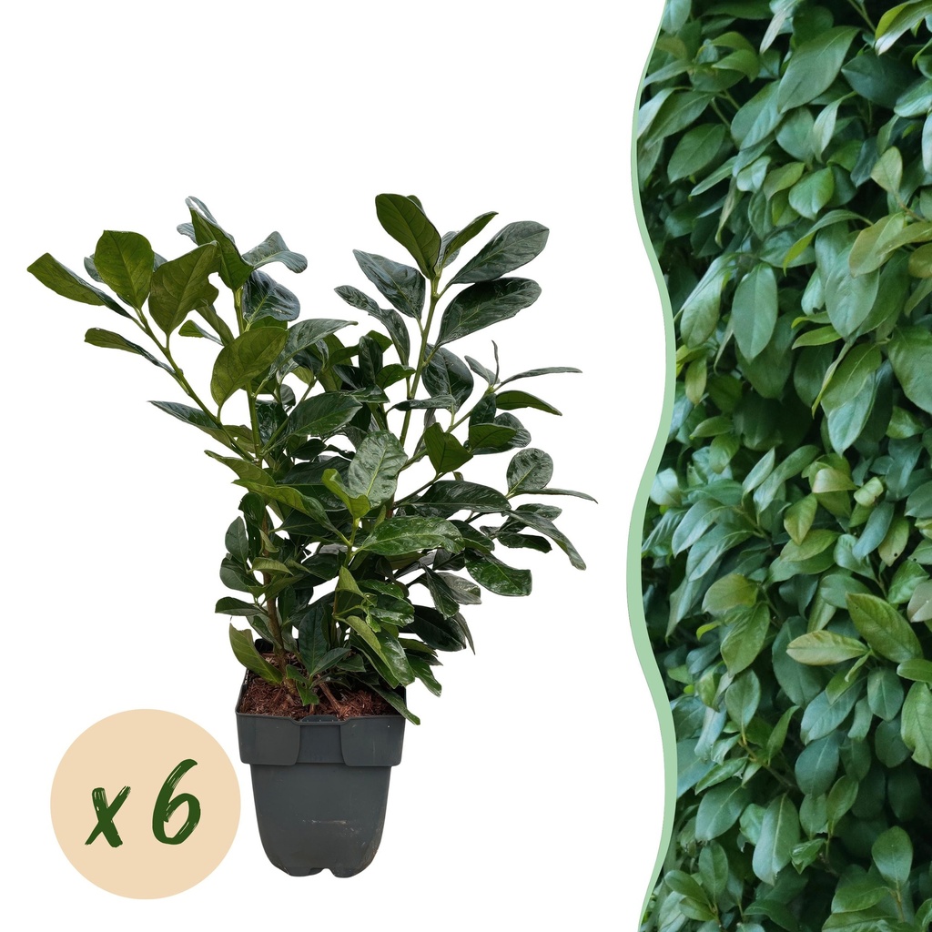 Heckenpflanzen - Prunus laurocerasus Etna - grüne Blätter - 6 Pflanzen - 1 laufender Meter - immergrün - Topf 17 cm, Höhe 50 cm
