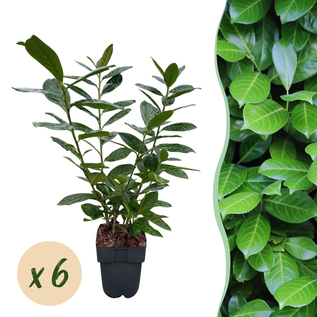 Heckenpflanzen - Prunus laurocerasus Novita - grüne Blätter - 6 Pflanzen - 1 laufender Meter - immergrün - Topf 17 cm, Höhe 50 cm