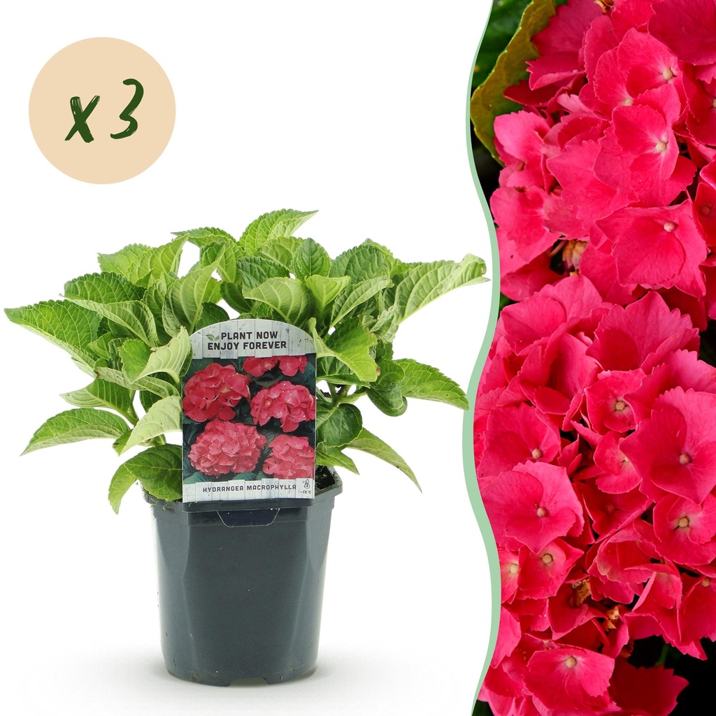 Hortensie - Hydrangea macrophylla Rot - 3 Pflanzen - 1 m² - laubabwerfend - pflegeleicht - Topf 17 cm, Höhe 30 cm