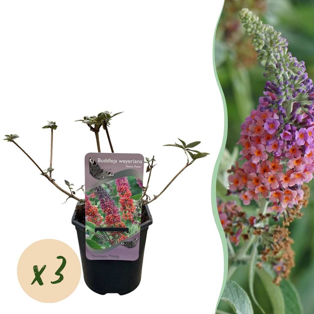 Schmetterlingsflieder - Buddleja davidii 'Flower Power' - Blüten Orange-Lila - 3 Pflanzen - 1 m² - Laubabwerfend - Schmetterlingsmagnet - Topf 17 cm, Höhe 30 cm